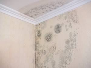 what to do if home inspector finds mold